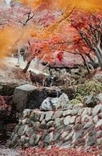 亚洲日韩国产一区二区三区-亚洲日韩文化与地域特色探索